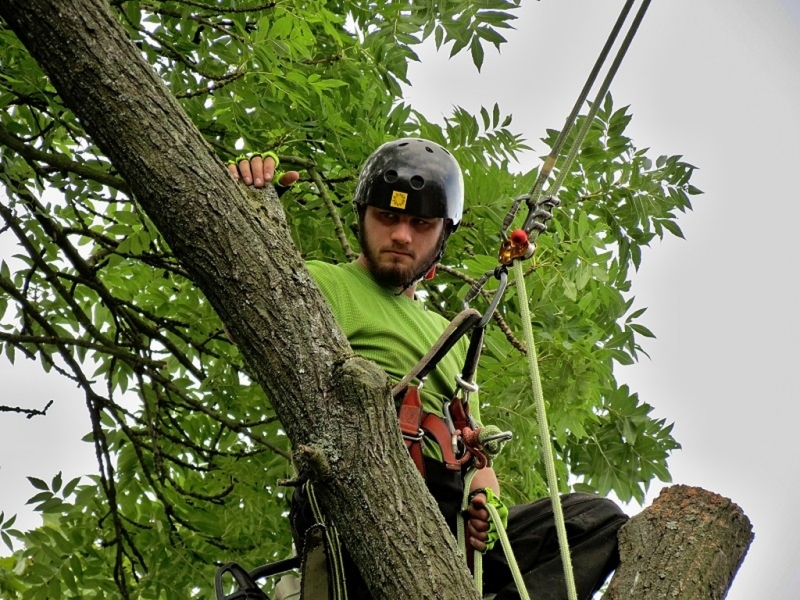 Prořez stromů